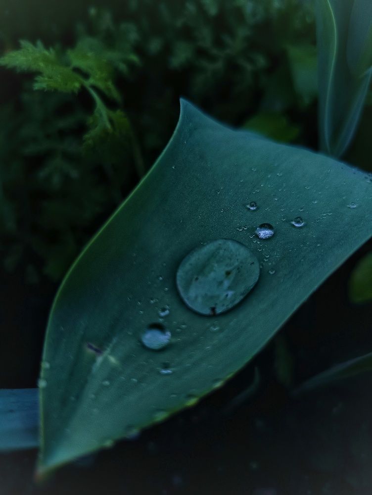 Фотография автора Оксана Радзиевская