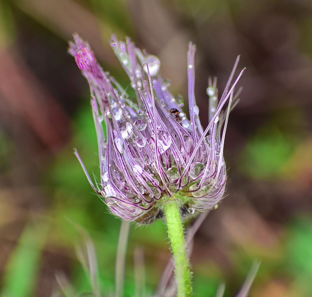 Муравьишка и прострел