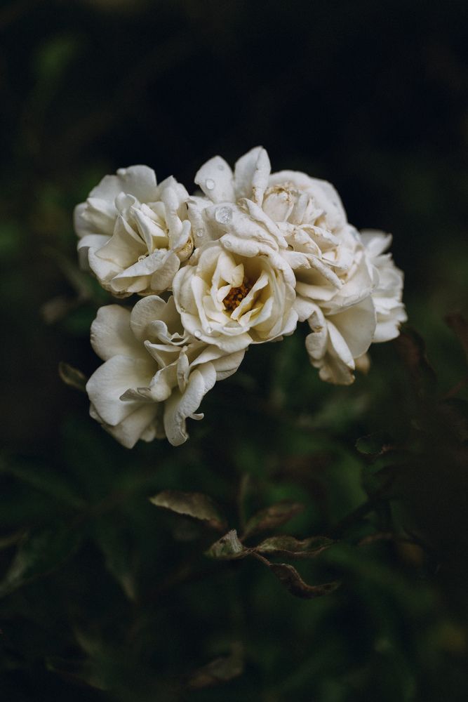 Photograph by Viktoriia Shin