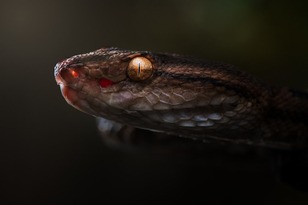 Фотография автора Tran Anh Tuan