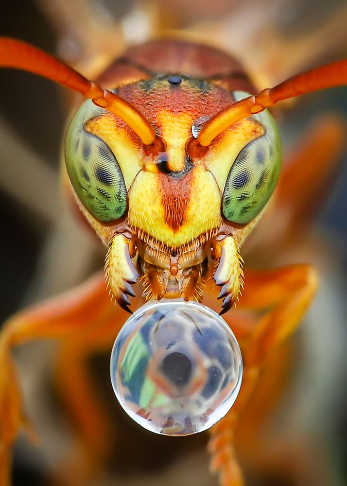 Photograph by Tran The Ngoc