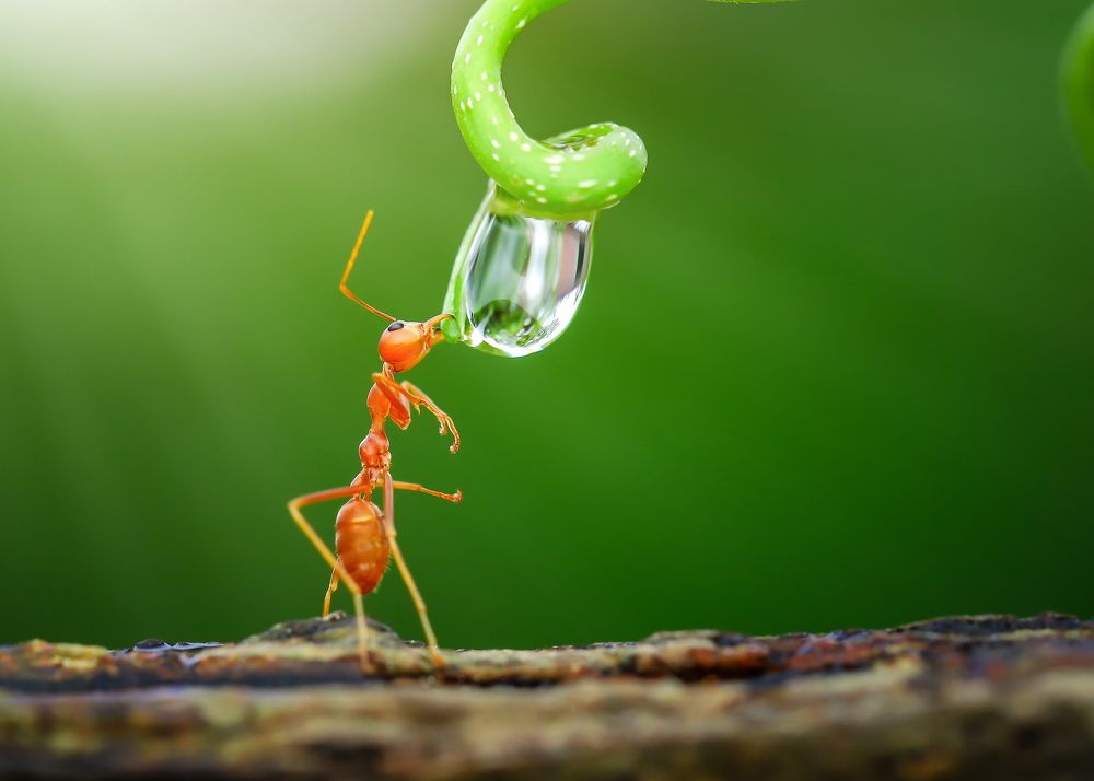 Photograph by Tran The Ngoc