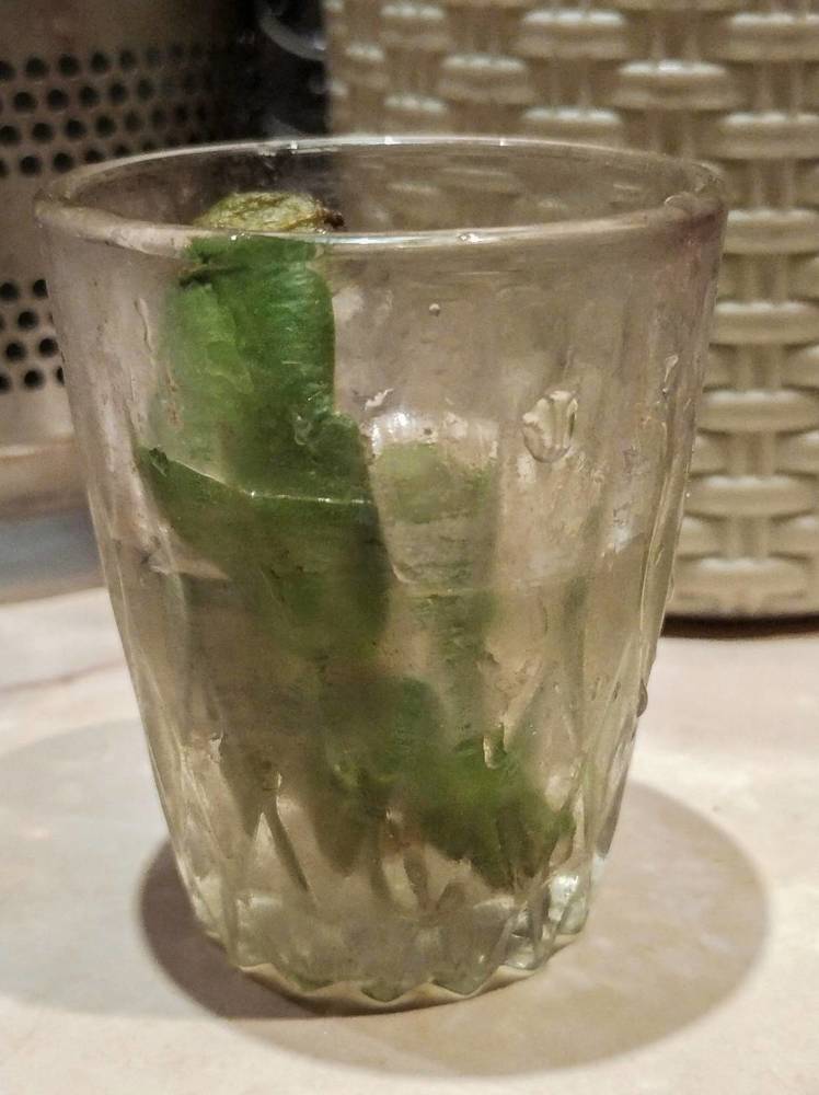 Photograph by Sergey Kurkov-Tarkovsky