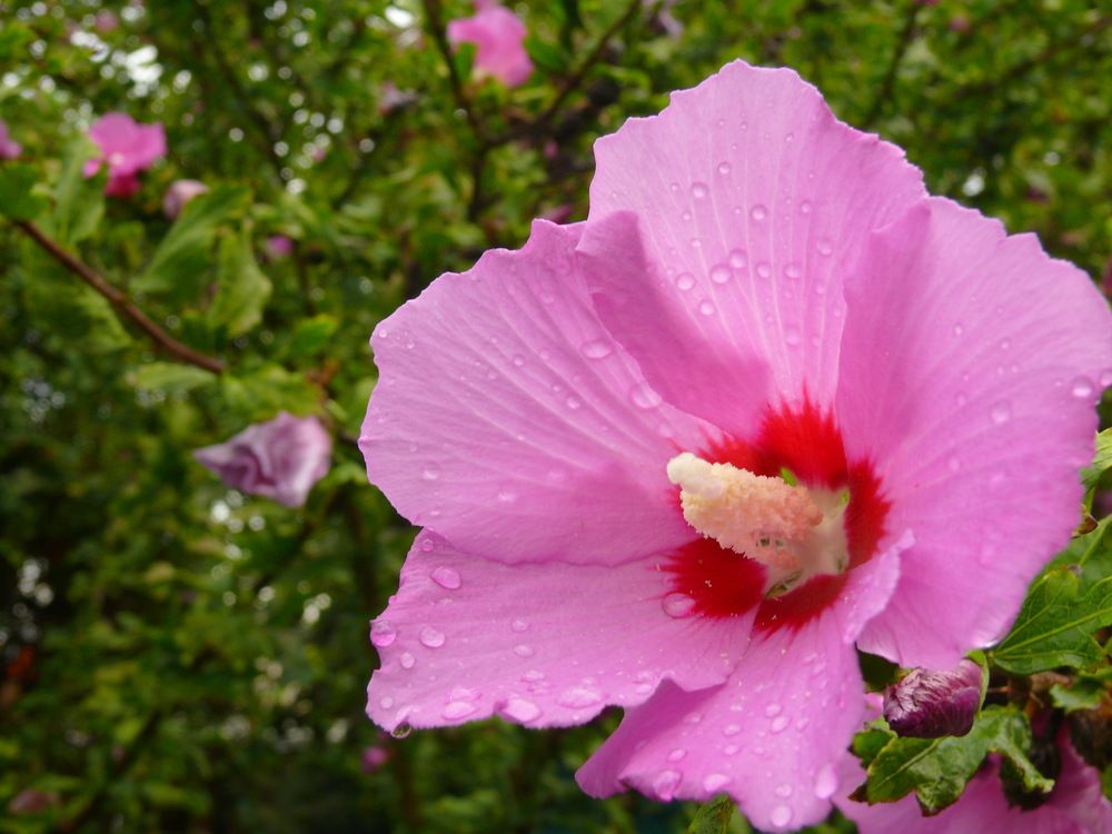 Фотография автора Анатолий Борисов