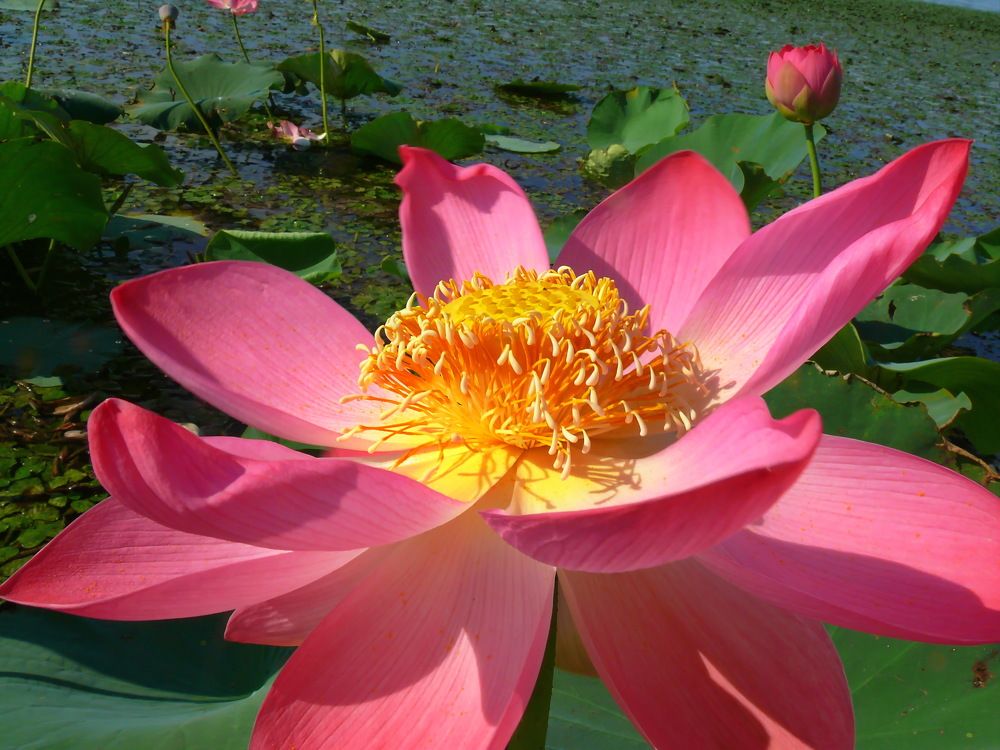 Фотография автора Анатолий Борисов