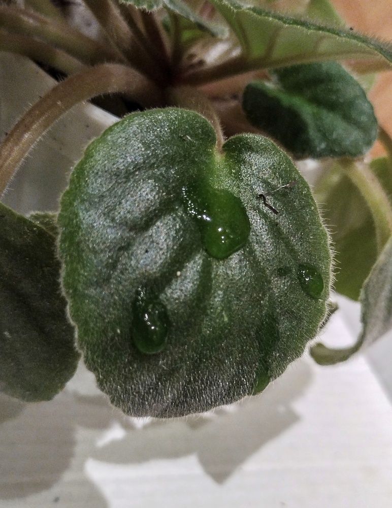 Photograph by Sergey Kurkov-Tarkovsky