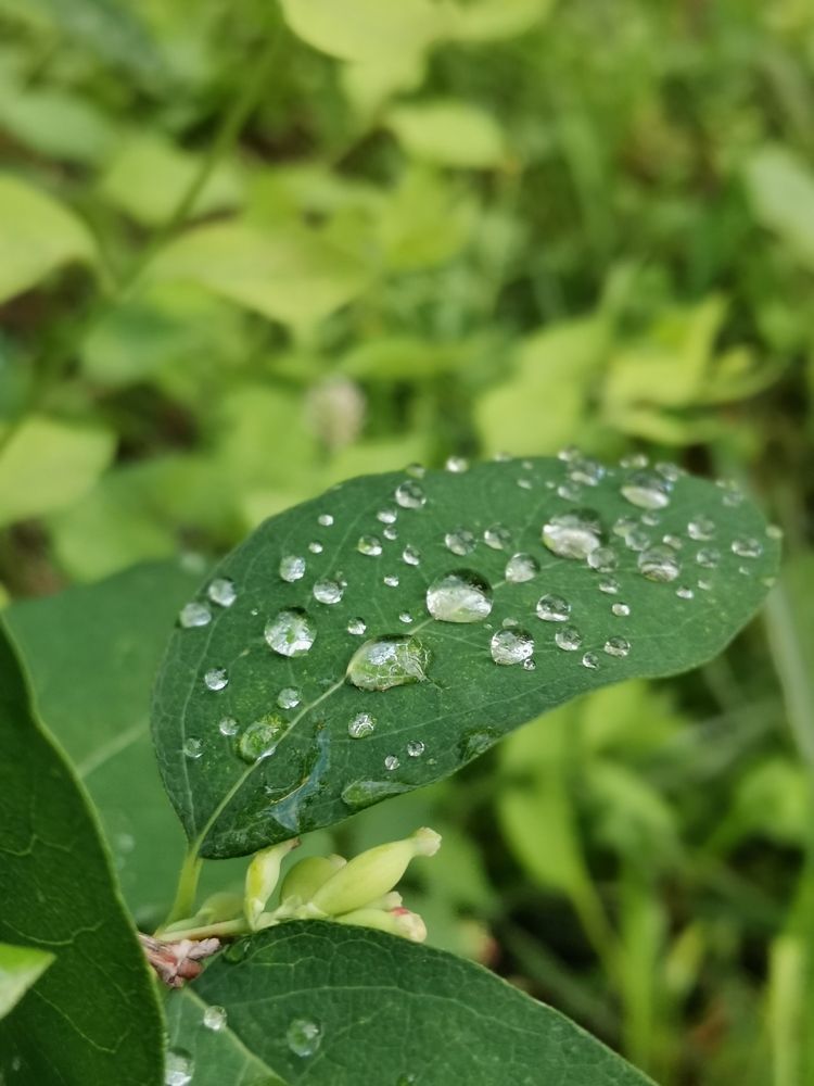 Photograph by Любовь Лунина