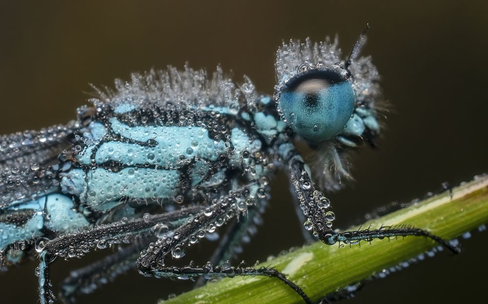 Photograph by Людмила Железнова