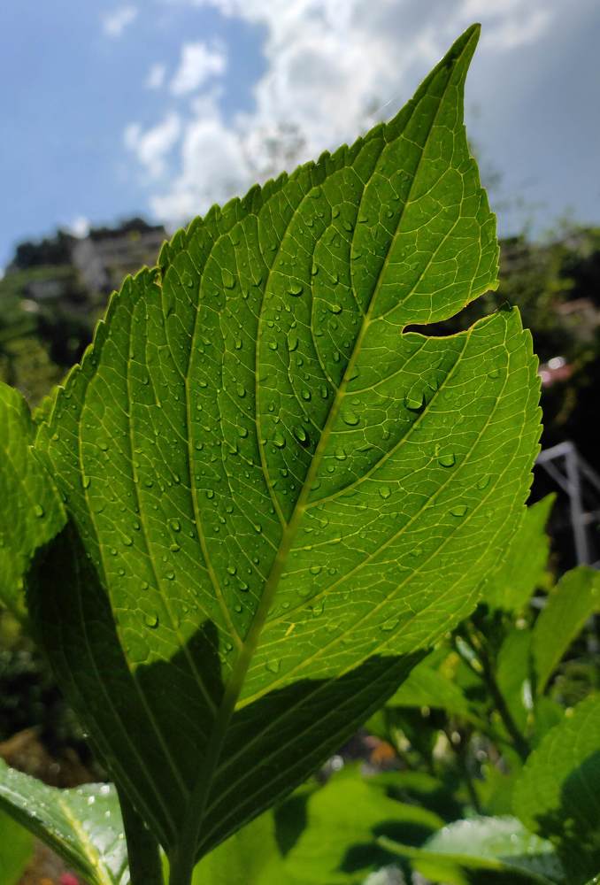 Photograph by Kapil Singh