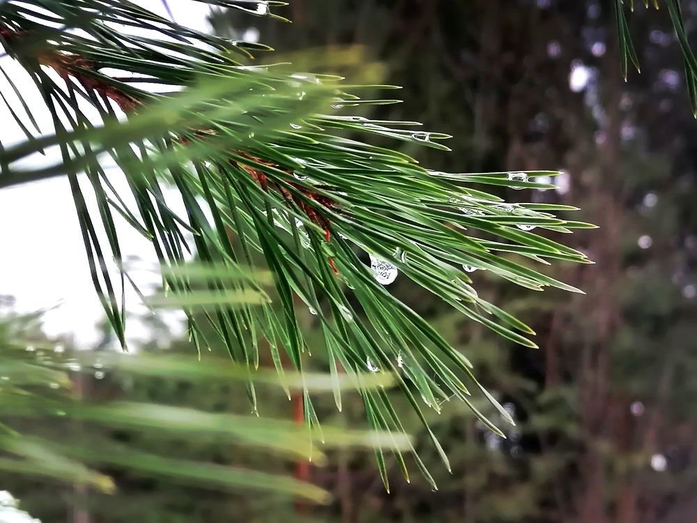 Photograph by Галина Карманова