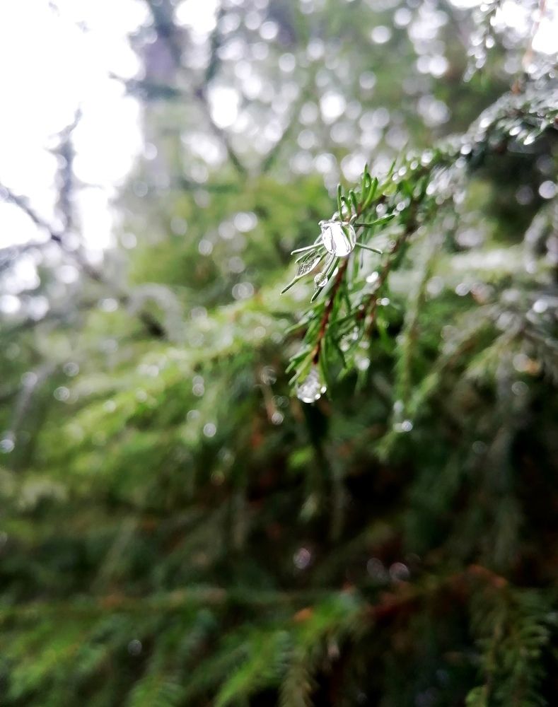 Photograph by Галина Карманова