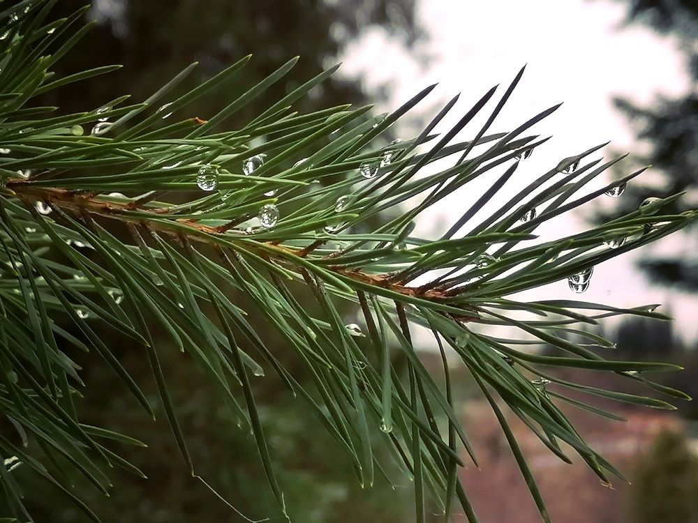 Photograph by Галина Карманова