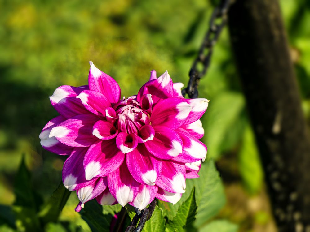 Фотография автора savitri Rawat