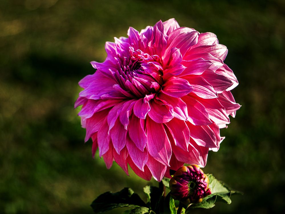 Фотография автора savitri Rawat