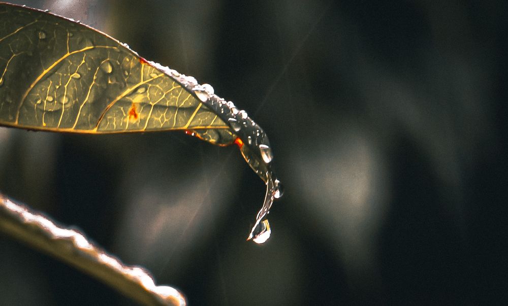 Photograph by Yogarajah Jathumilan