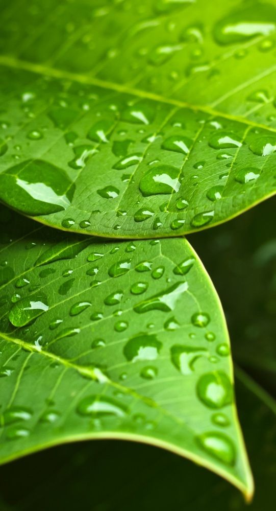 Photograph by Oksana Smorodina