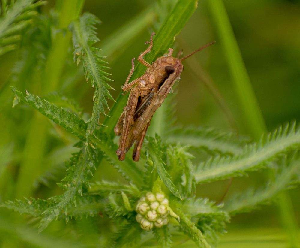 Кузнечик дождя