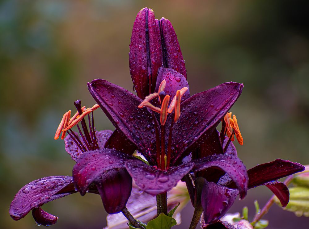 Лилия после дождя