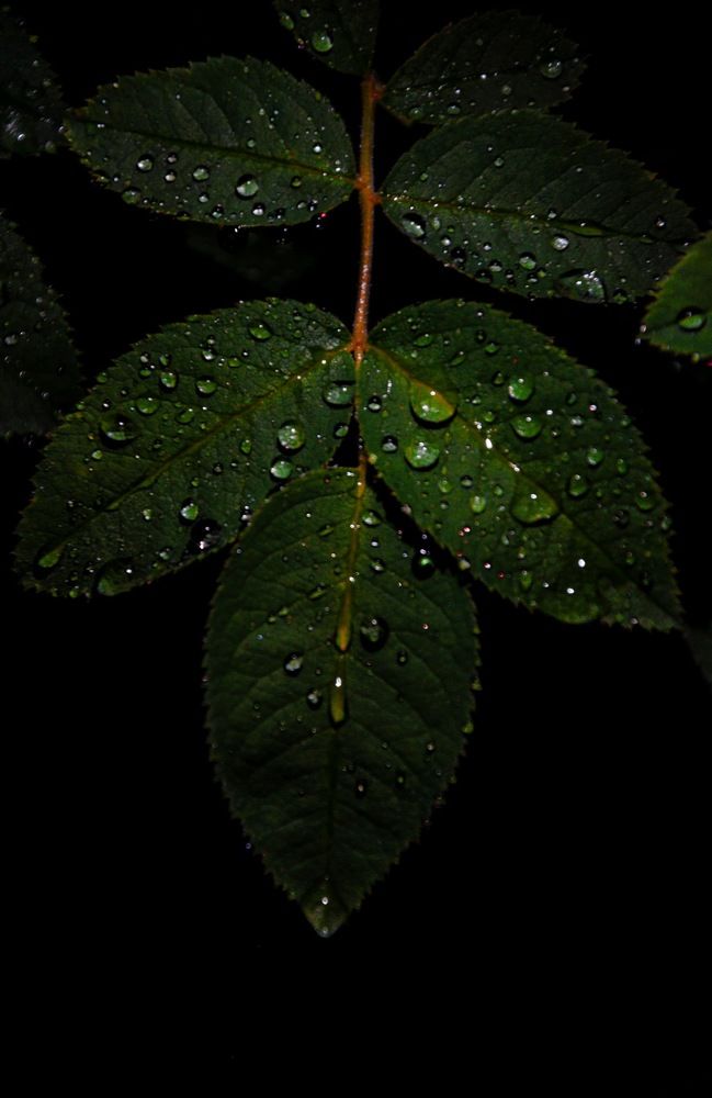 Photograph by Александра Шилина