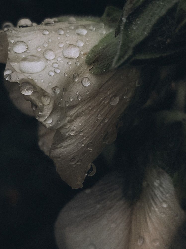 Photograph by Катрина Покумейко