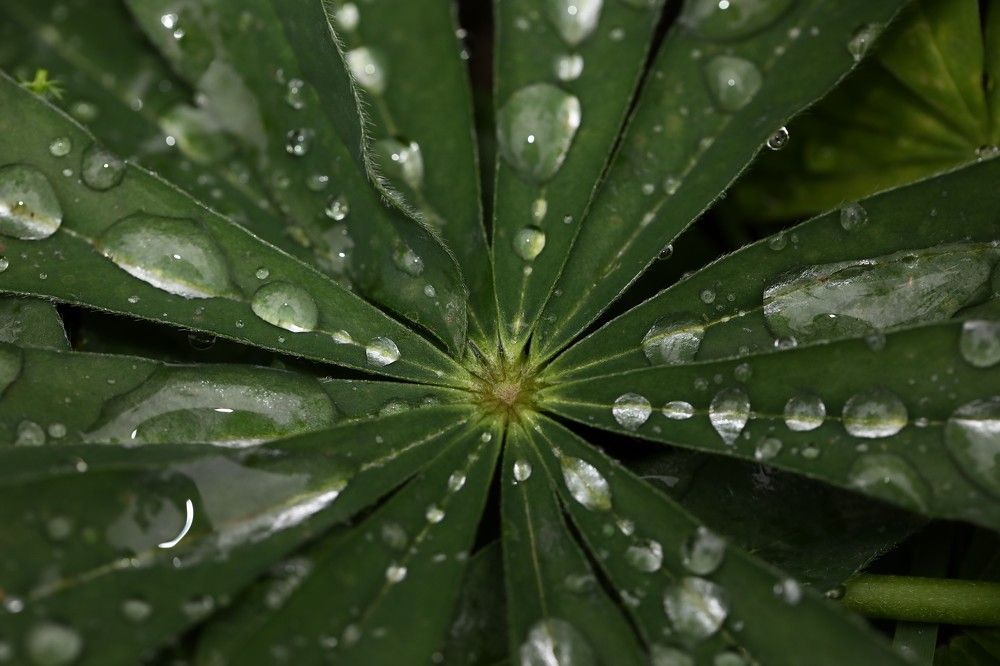 Photograph by Елена Одынец