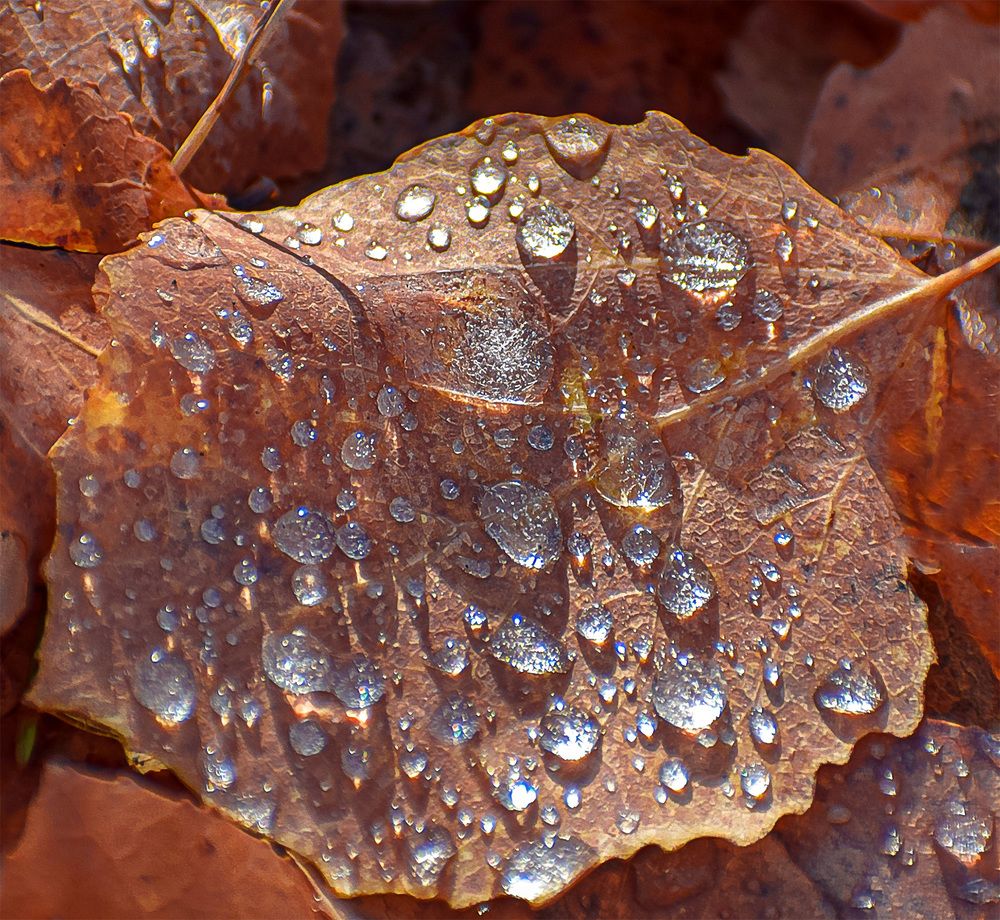 Осенние капли дождя