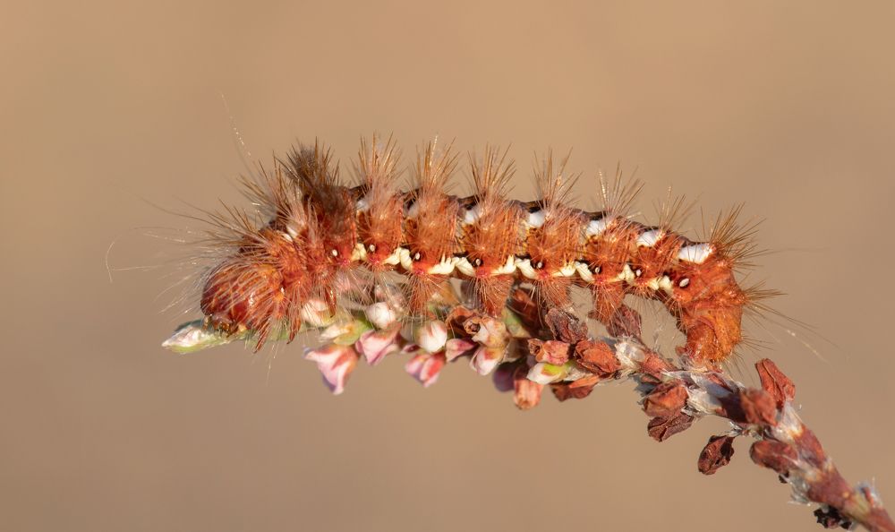 Фотография автора Neslihan Taylan Tülbentci