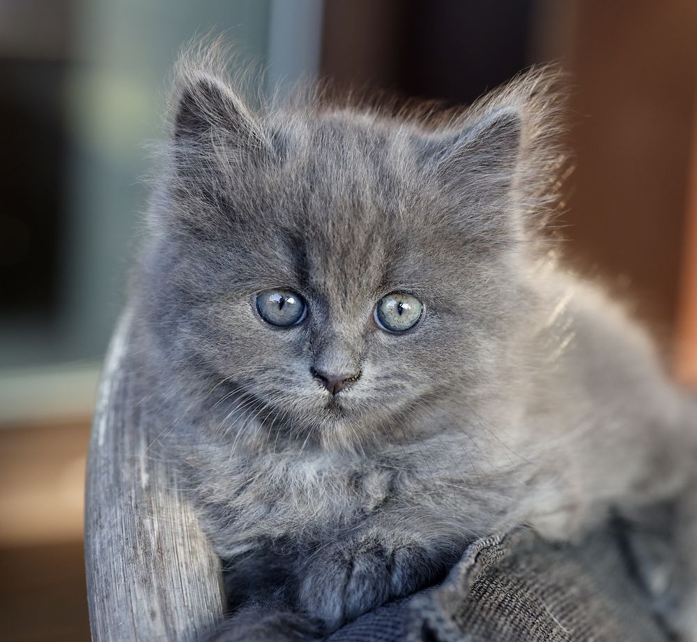 Фотография автора Inga Ivanova