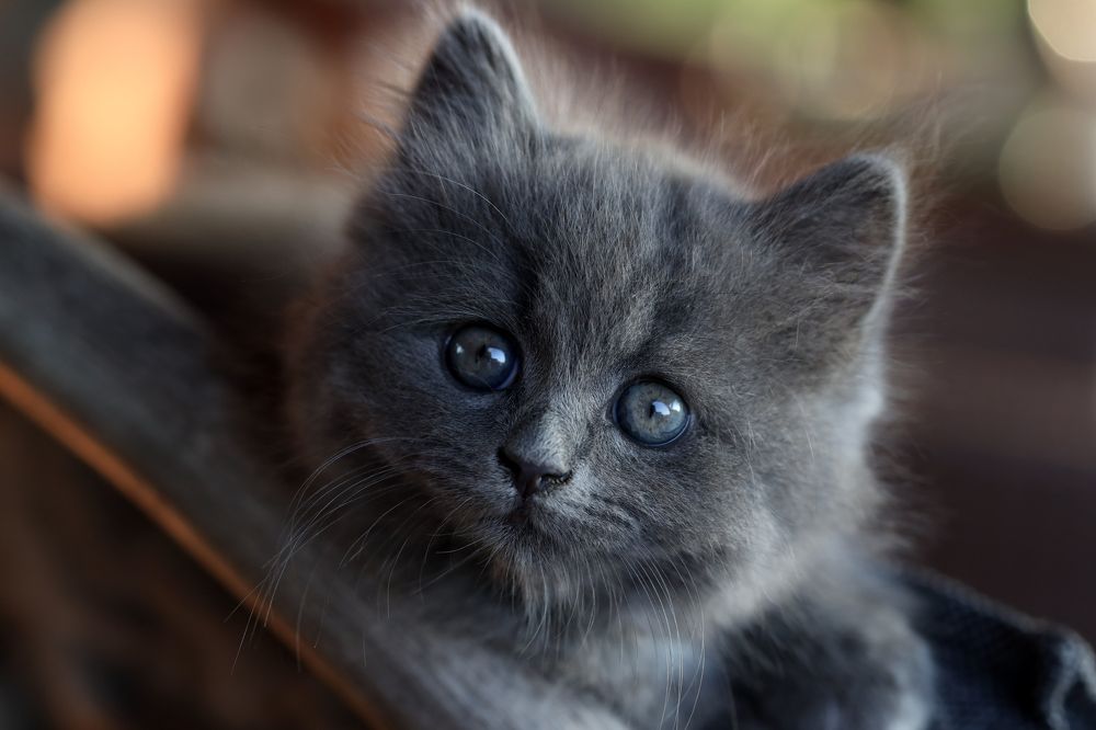 Фотография автора Inga Ivanova