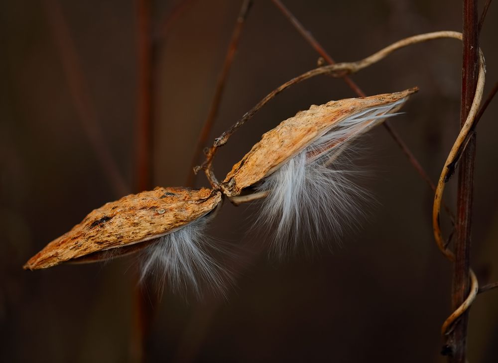 Биозвездолёт