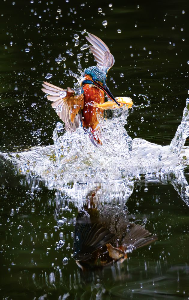 A moment I only encounter once in my life. Hunting 2 fish at the same time