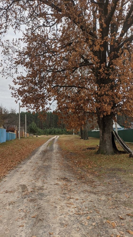 Фотография автора Васильева Ирина