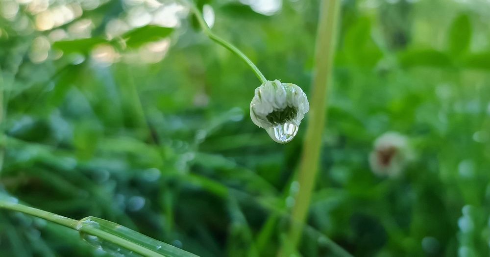 Photograph by Natasha Kim