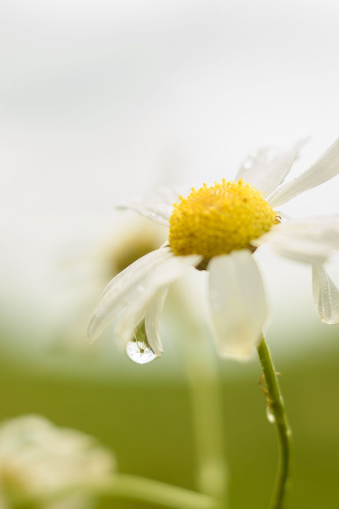 Photograph by Ирина Корнева