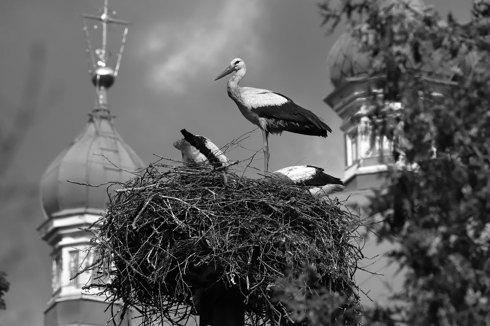 Отцы и дети
