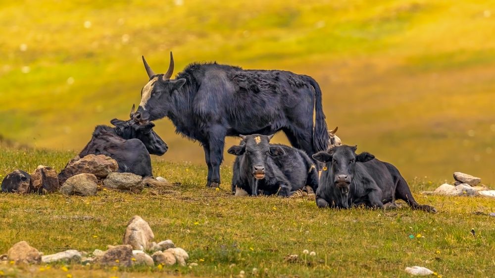 Photograph by Farrukh Sidddiqi