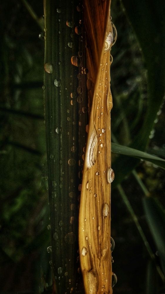 Photograph by Светлана Безъязычная