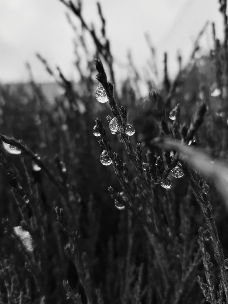 Photograph by Liudmila Pilets