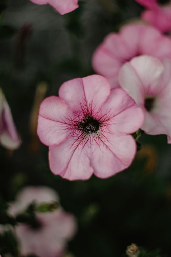 Photograph by Anna Dubinina