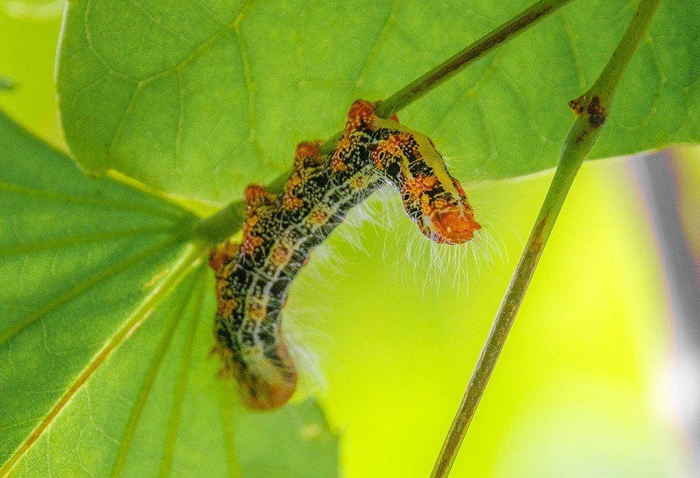 Photograph by Dao Duc