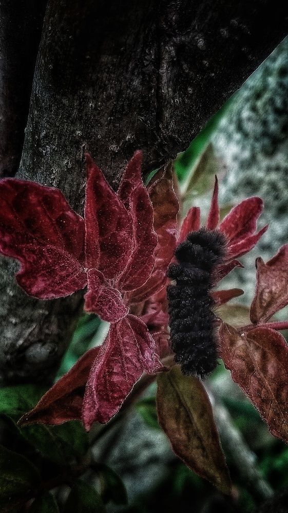 Photograph by Светлана Безъязычная