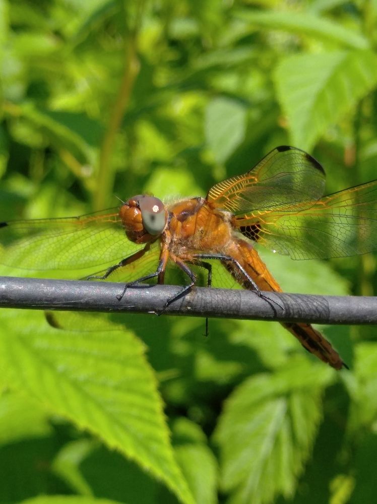 Photograph by Елена Коробченко