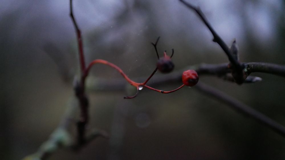 Photograph by Elizaveta Alatyrtseva