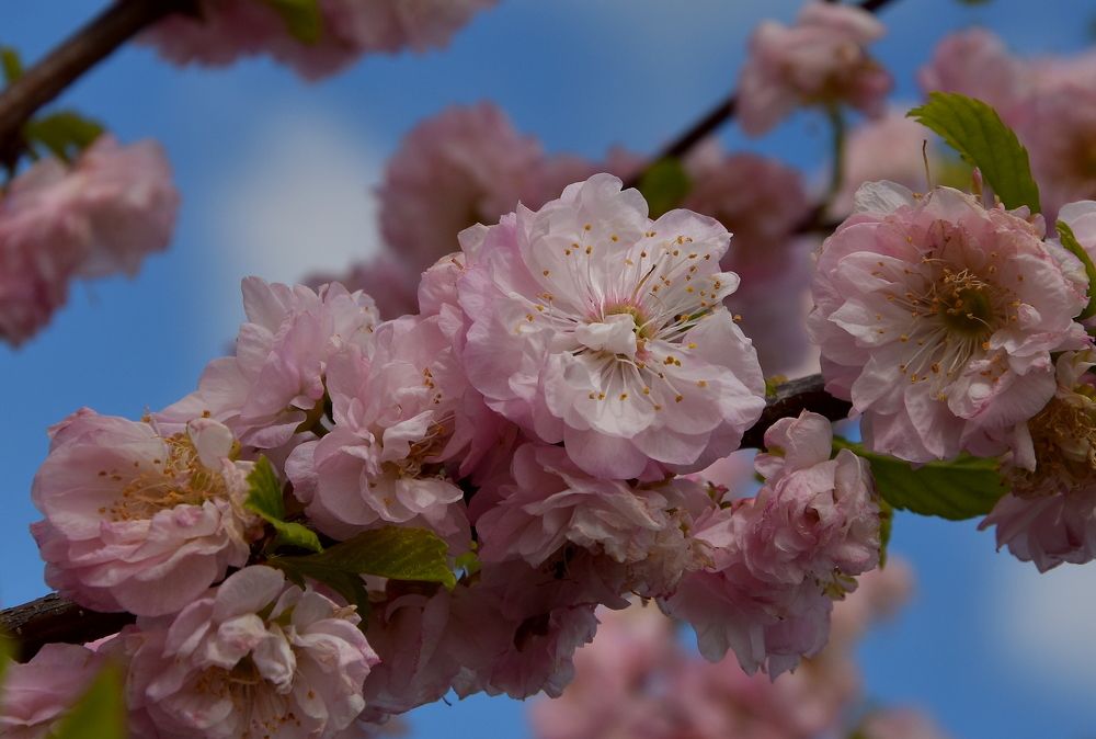 Photograph by Ирина Алексеева