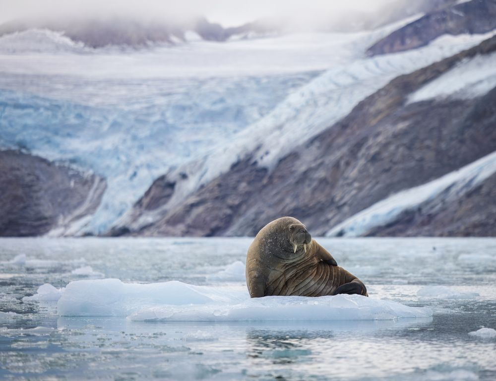 Photograph by Ruzdi Ekenheim