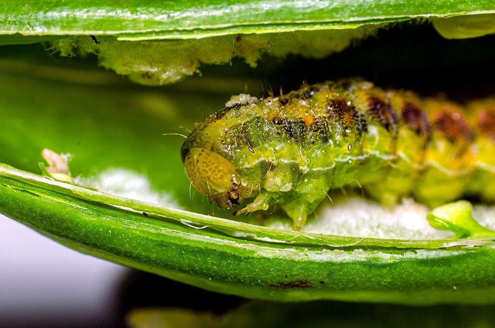 Photograph by Sahar Jafari