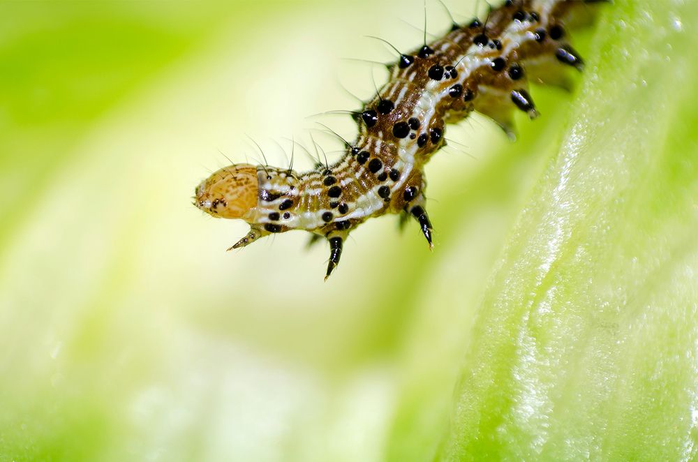 Photograph by Sahar Jafari