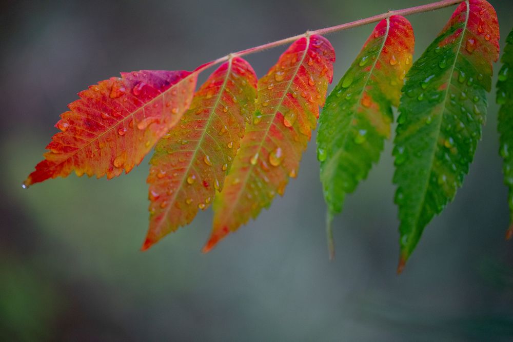 Фотография автора Дмитрий Referee