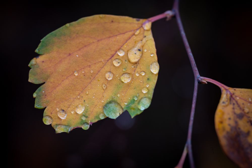 Фотография автора Дмитрий Referee