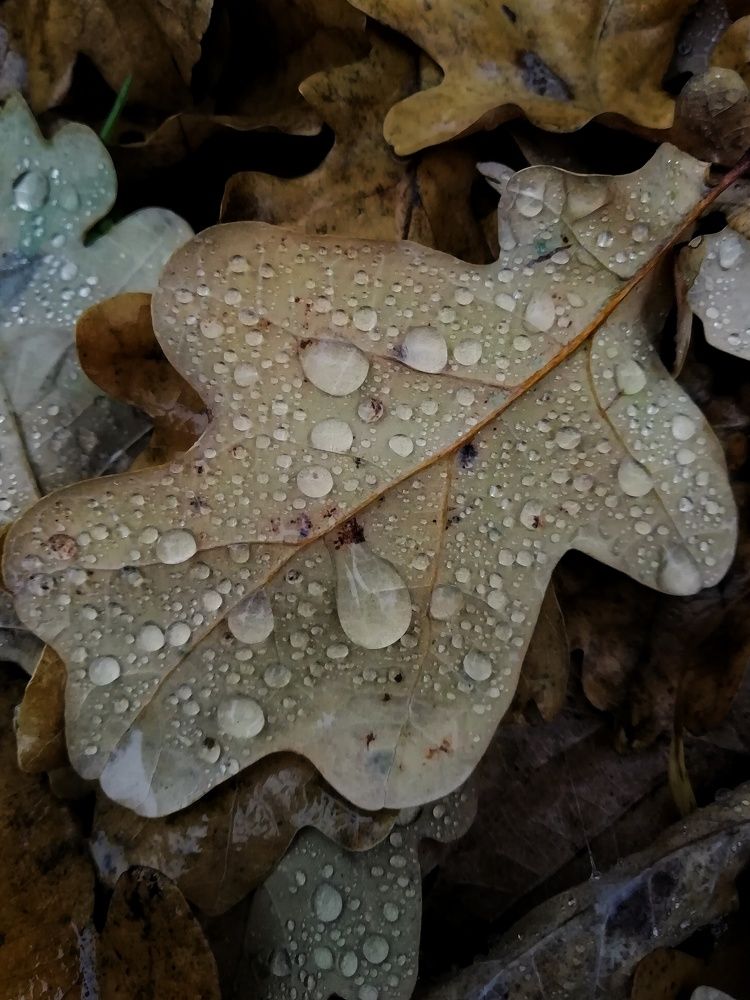 Photograph by Екатерина Чижевская